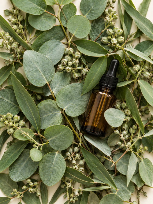 Eucalyptus Oil