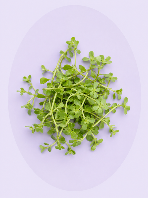 Brahmi